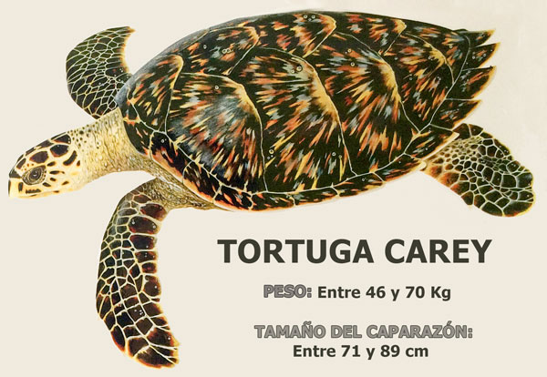 tortugas marinas en Bocas del Toro: Tortuga carey