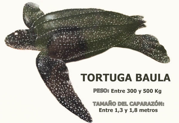 tortugas marinas en Bocas del Toro: Tortuga baula